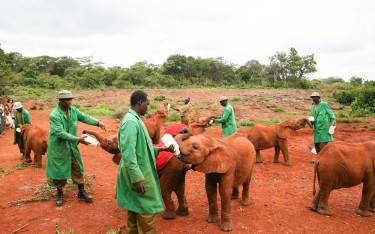 Handlers feeding orphan elephants