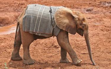 Orphan elephant