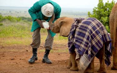 Handler feeding a baby elephant
