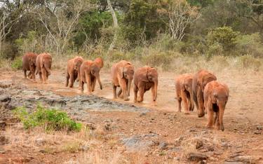 Baby elephants arriving at feeding time