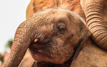 Baby orphan elephant close-up