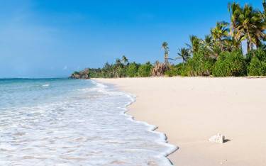Palm-lined beach