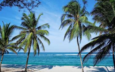 Palm-lined beach