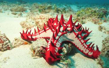 African red-knobbed starfish on Diani Beach