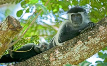 Angolan black-and-white colobus with baby