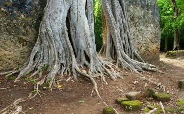 Strangler fig growing over a wall