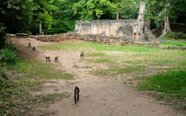 Blue monkeys at the Great Mosque