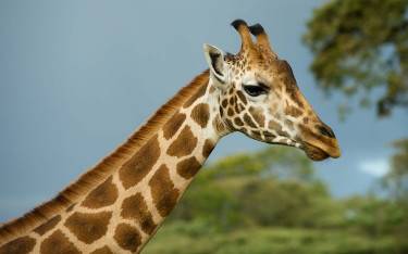 Endangered Rothschild's giraffe