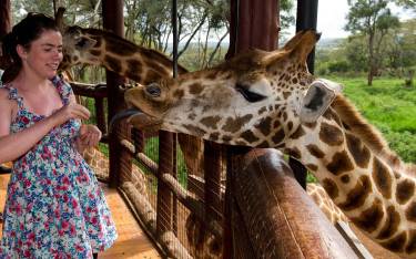Visitor feeding a Rothschild's giraffe