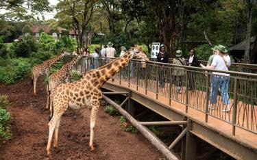 Children feeding a Rothschild's giraffe