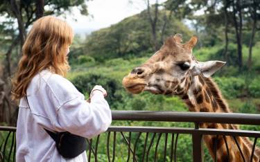 Getting up close at the Giraffe Centre