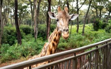Giraffe close-up