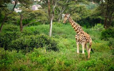 Giraffe