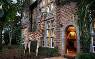 Feeding giraffes through the window at dawn
