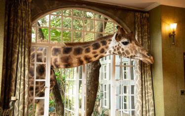 Giraffe sticking its head through the window