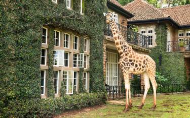 Giraffe at Giraffe Manor