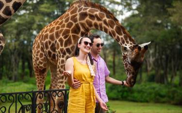 Couple feeding giraffes