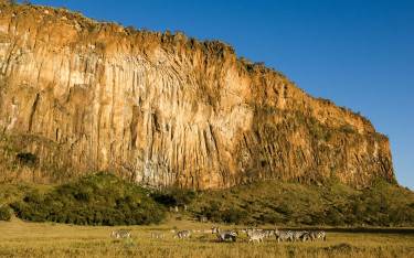 Plains zebras grazing