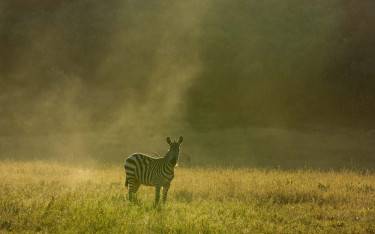 Plains zebra in early morning light