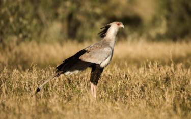 Secretary bird walking through grassland