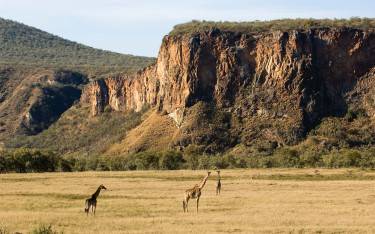 Masai giraffes in front of towering cliffs