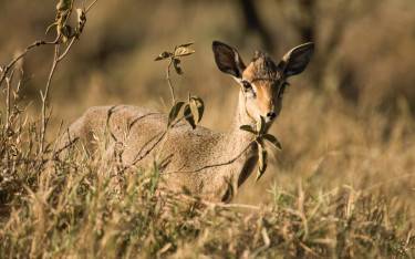 A tiny Kirk's dik-dik