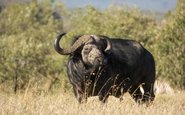 Buffalo bull