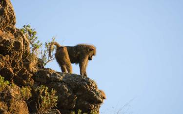 Olive baboon standing high on a cliff