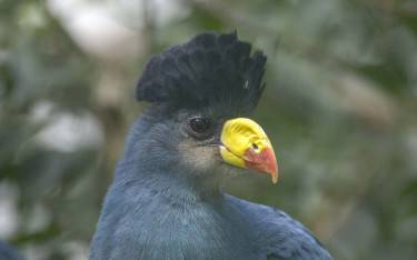Bird watching in the forest