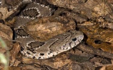 Rhombic night adder on the forest floor