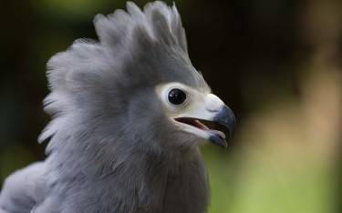 African harrier hawk