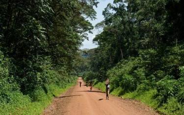 Walking on the main road through the forest