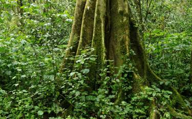 Fig tree