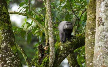 Blue monkey in a tree