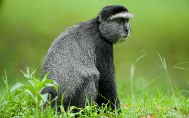 Blue monkey