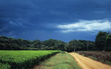 Tea plantation on the forest edge