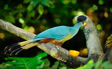 Great blue turaco