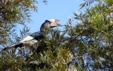 Black-and-white-casqued hornbill