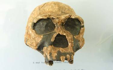 Skull of a homo erectus at the museum of Kariandusi