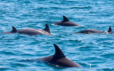 Dolphins are commonly seen from the boat