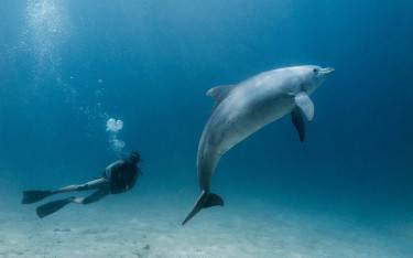 Diver with a dolphin