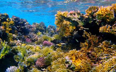 Corals and reef fish