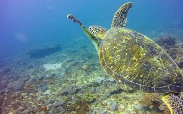 Turtle swimming