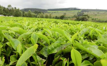 Tea farming in Kericho