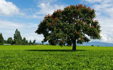 Tea plantation