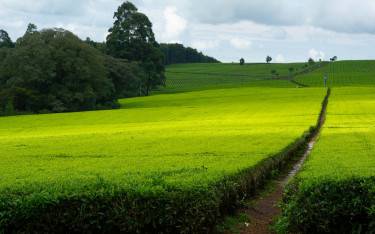 Tea plantation