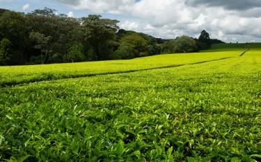 Tea plantation