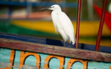 Little egret sitting on a fishing boat on Lake Victoria