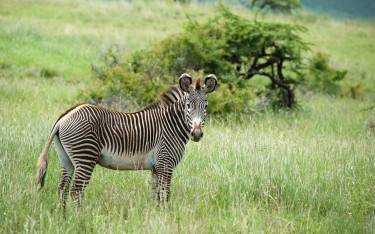 Grevy's zebra in Lewa Wildlife Conservancy