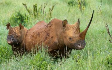 Black rhino with calf in Lewa Wildlife Conservancy